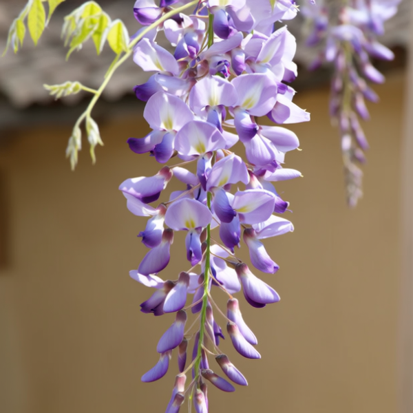 紫藤花